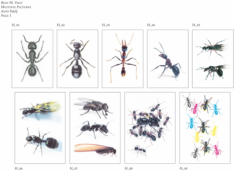 ants