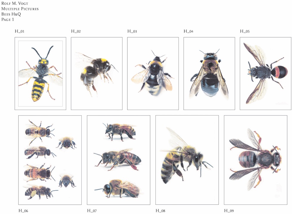 bees