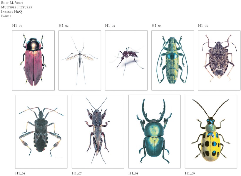 insects_2